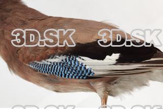 Jay - Garrulus glandarius 0023